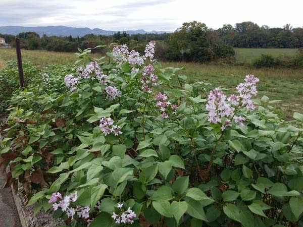 lilas
